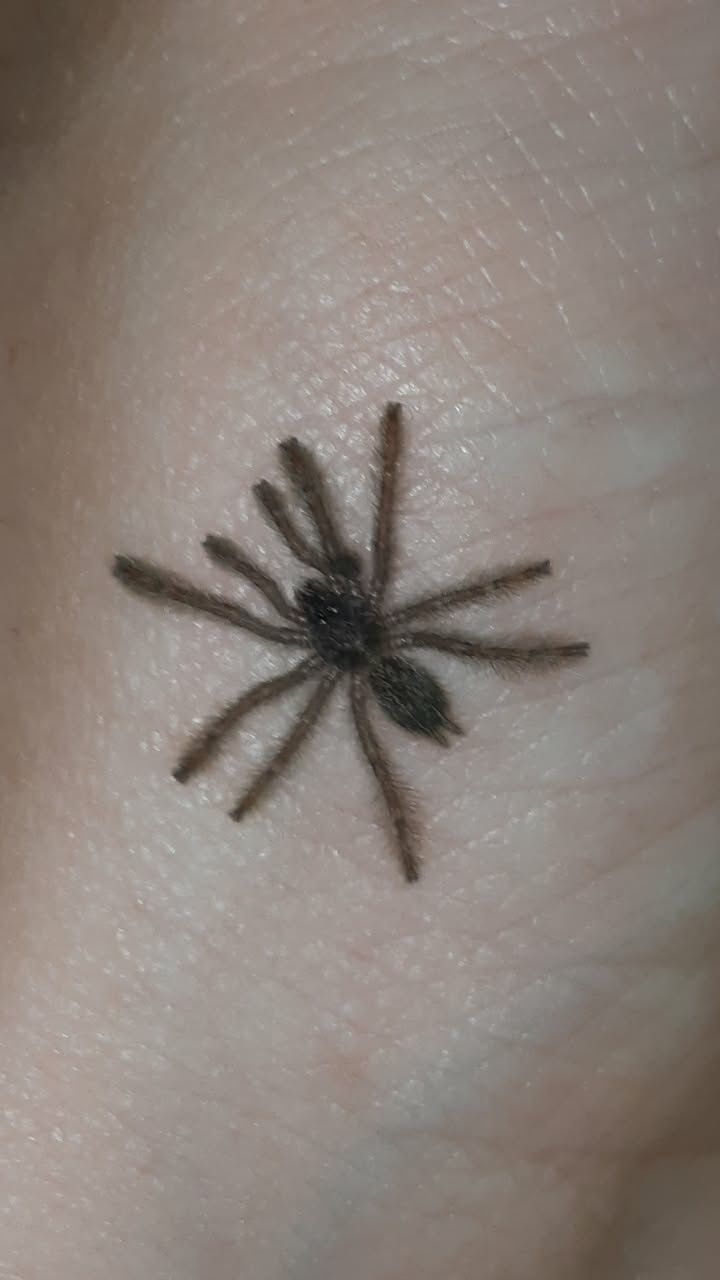 Heteroscodra maculata L1
