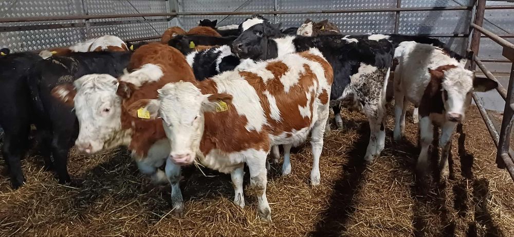 Sprzedam jałowki odsadki 22 sztuki Polskie