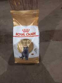 Karma Royal Canin Adult British Shorthair - worek 4kg