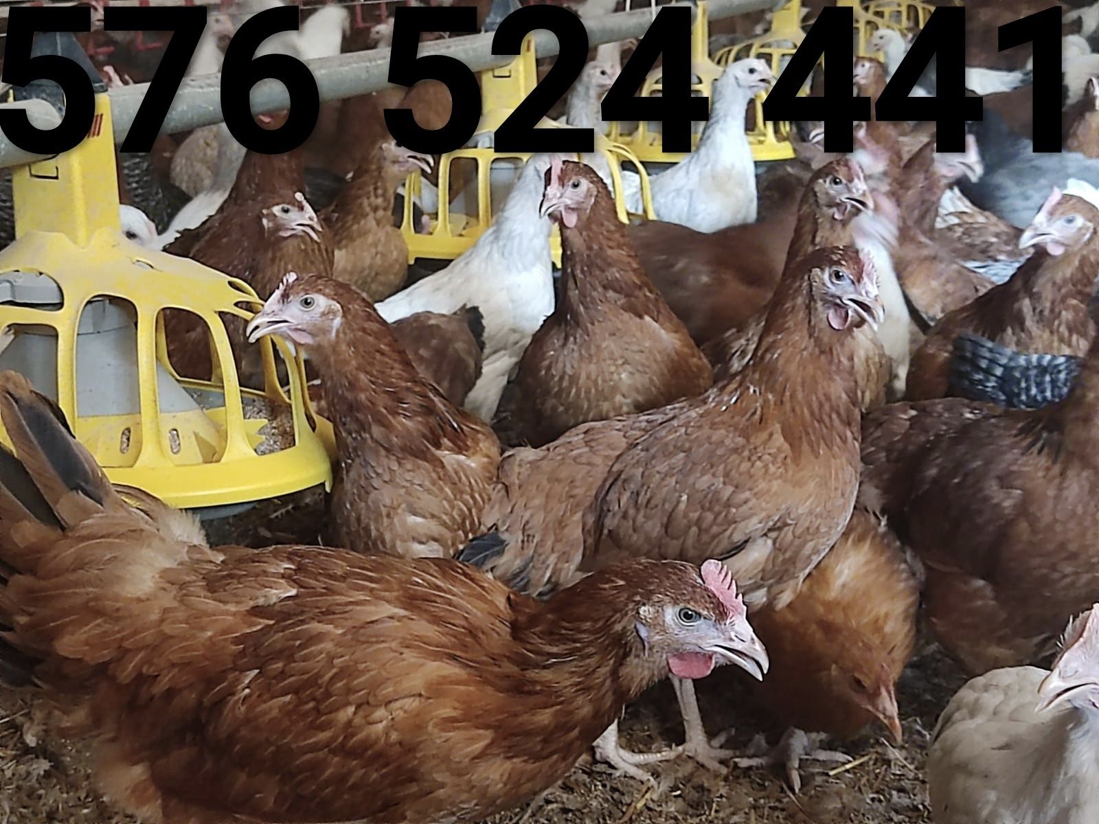 Kury nioski młode Rosa Leghorn Dominant DOSTAWA gratis