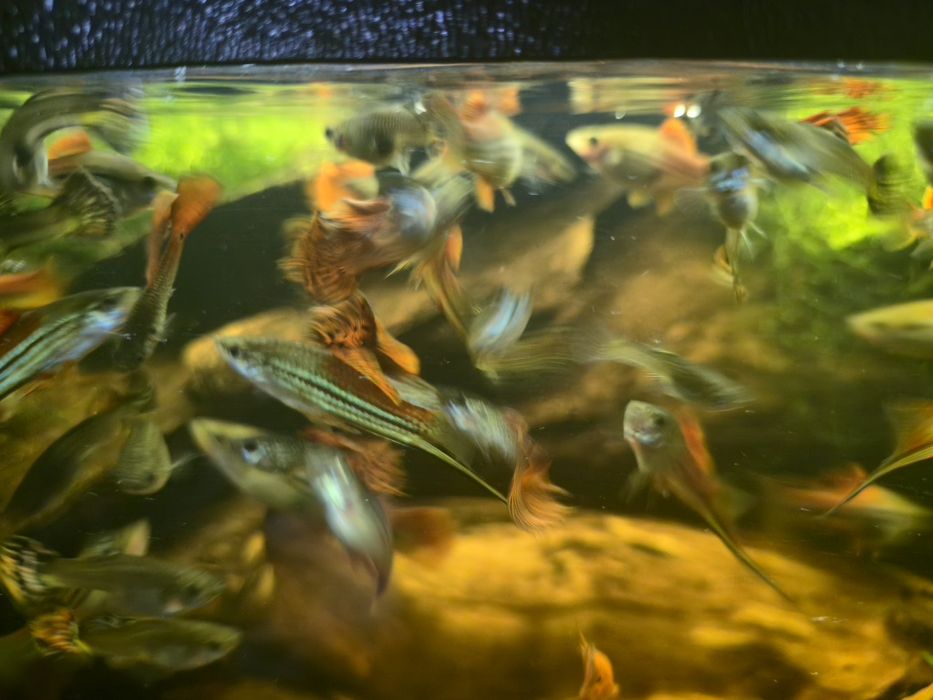 Piękny Gupik Pawie Oczko Mieczyk Zielony Wlasna hodowla Warszawa