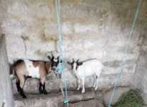 Casal novo de cabras para vender