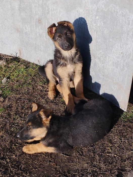 Цуценята німецької вівчарки. вакциновані.