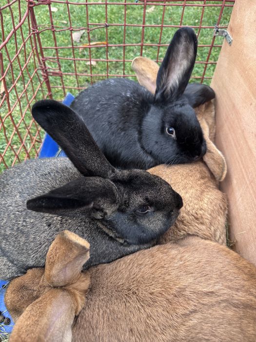 Kroliki samce i samice