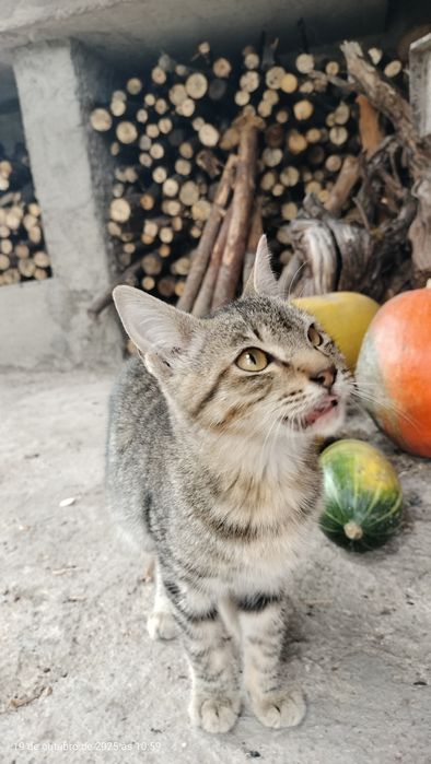 Gatinho para adoção