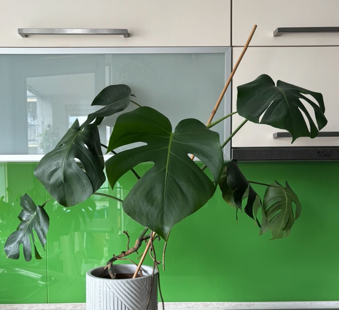 Duży kwiat Monstera