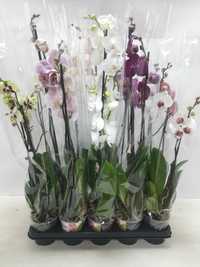 Орхидеи подарочные боксы, корзины