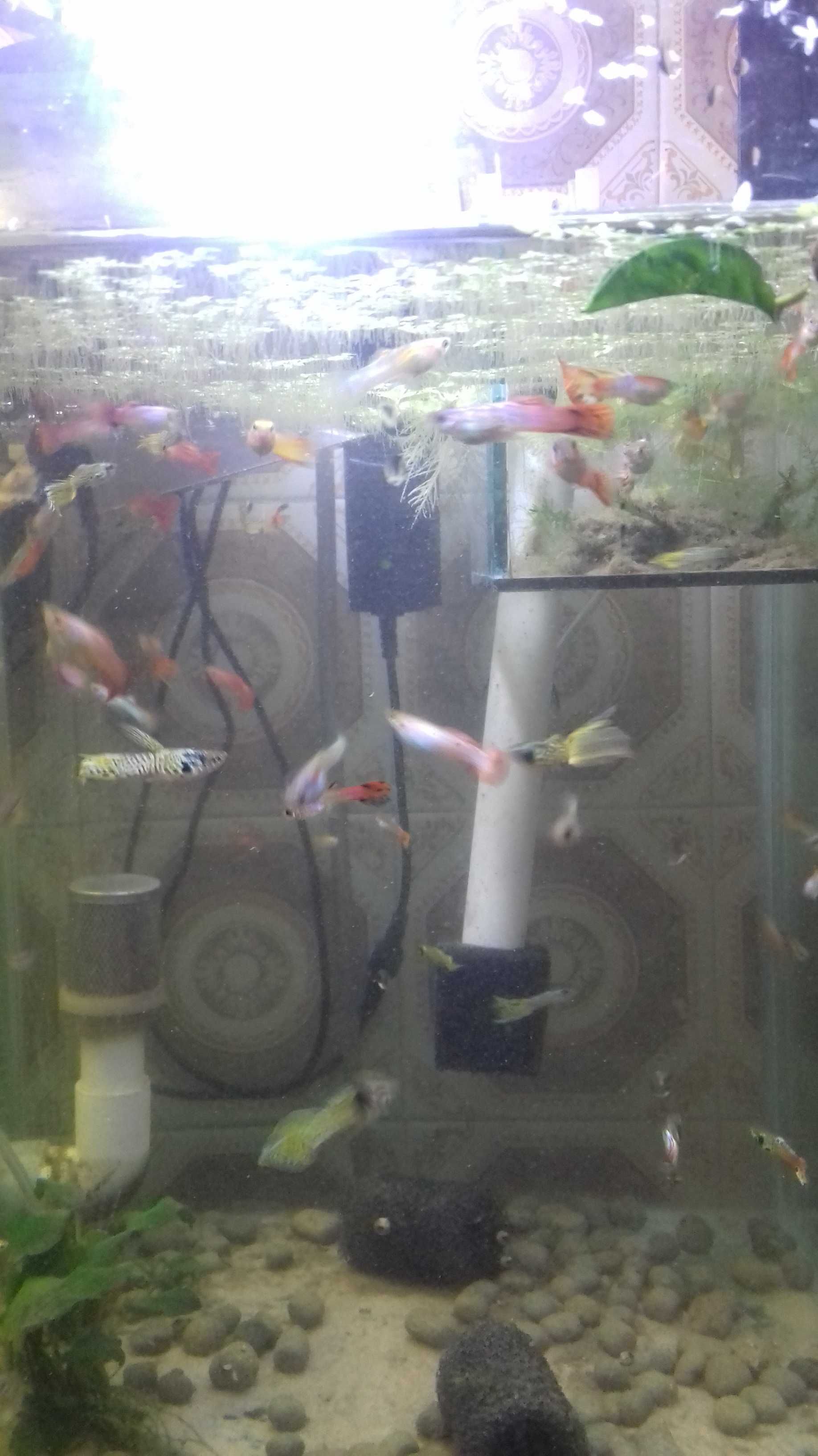 Guppys várias cores