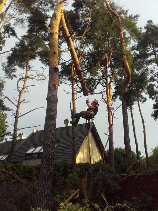 Wycinanie Cięcie i przycinanie drzew Konstantynów Pabianice Łódź