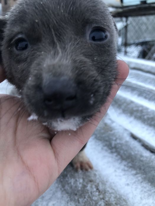 Продам собачок невеликого розміру, 3 місяці. Проста дворова.