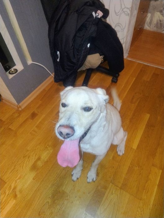 Нашел на улице очень добрая