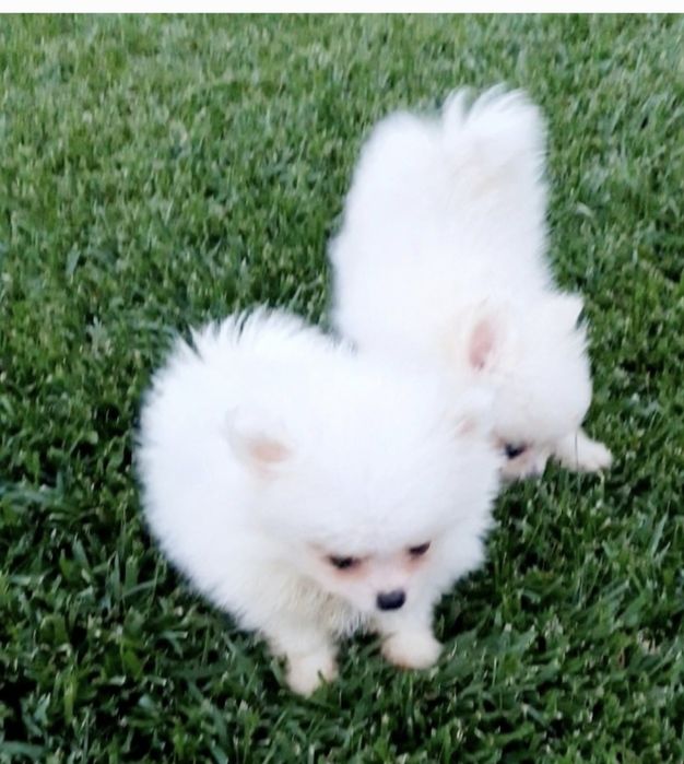 Szpic miniturowy Pomeranian xxs malenki