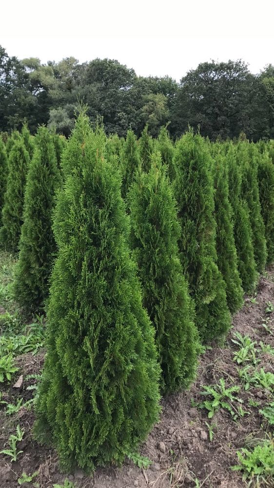 Tuja Thuja Żywotnik „Szmaragd” ok. 260-270 cm Szkółka WROCŁAW