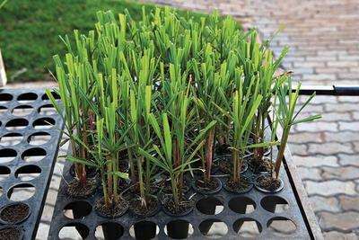 Cana de Açúcar Prontas a Plantar