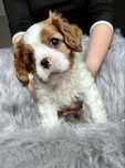 Chłopiec cavalier king charles spaniel