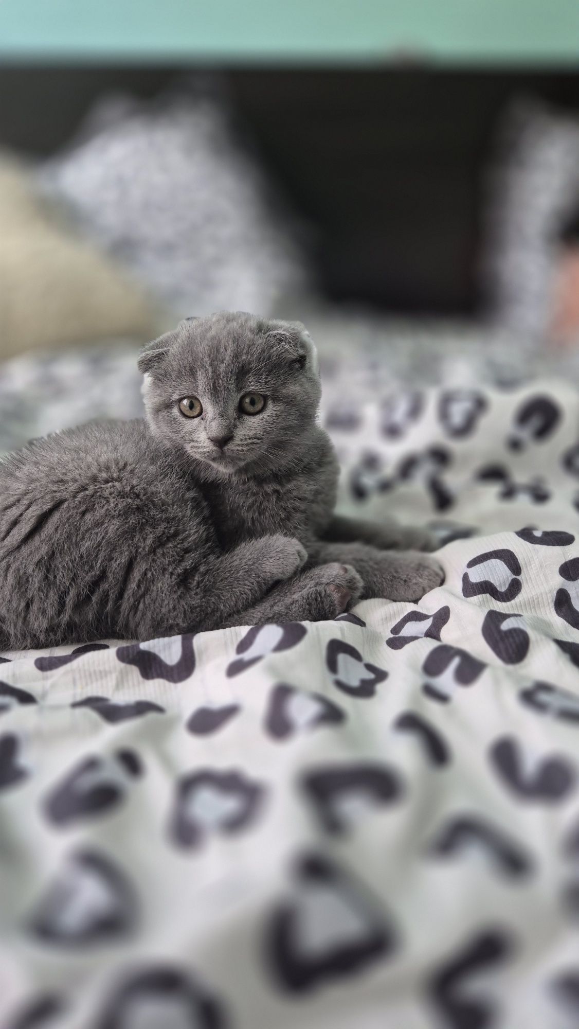 Продам Шотланские веслоухие котята  мальчики и девочки