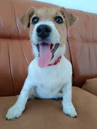 Jack Russell terrier suczka