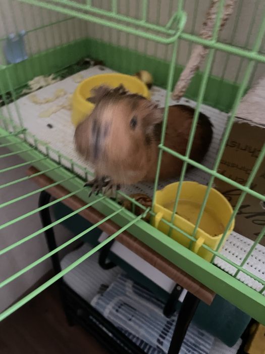 Морська свінка з кліткою