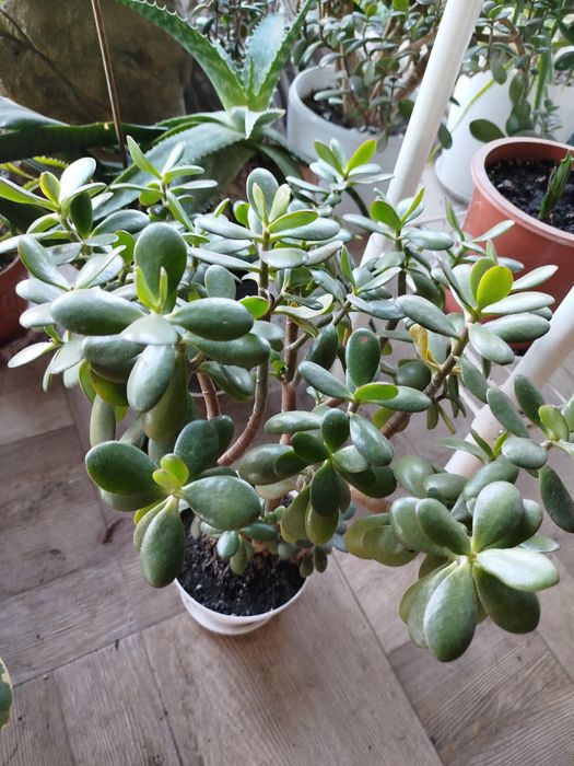 Суккуленты эхеверии алоэ декоративные крассулы