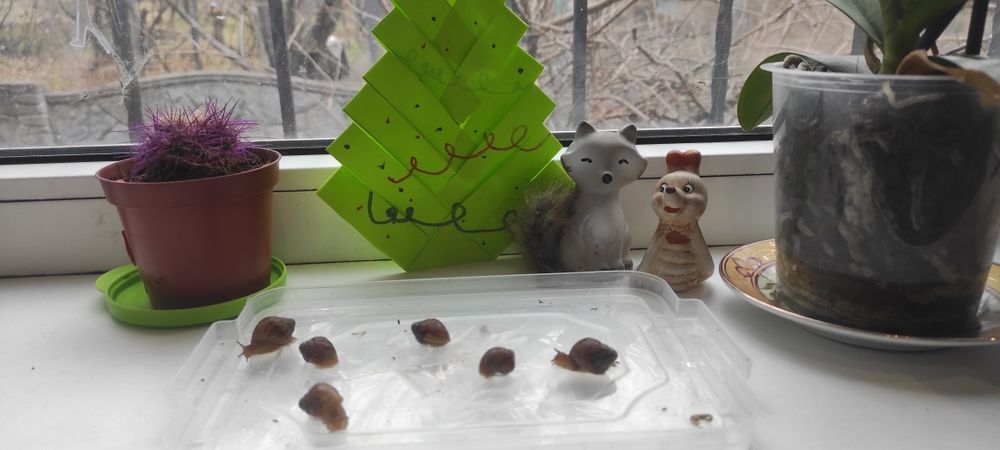 Продам улитят Ахатины Имакуляты