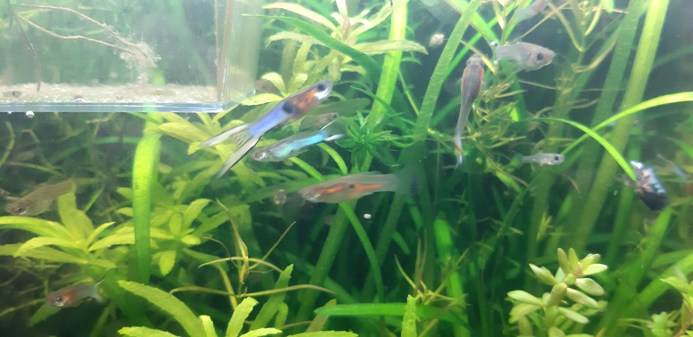 Guppys blue  cauda lira