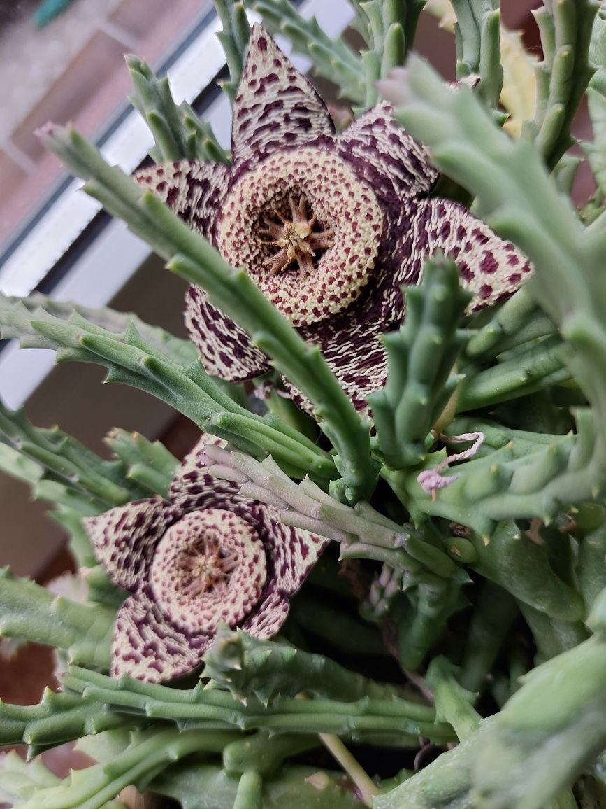 Stapelia gwiazda szeryfa