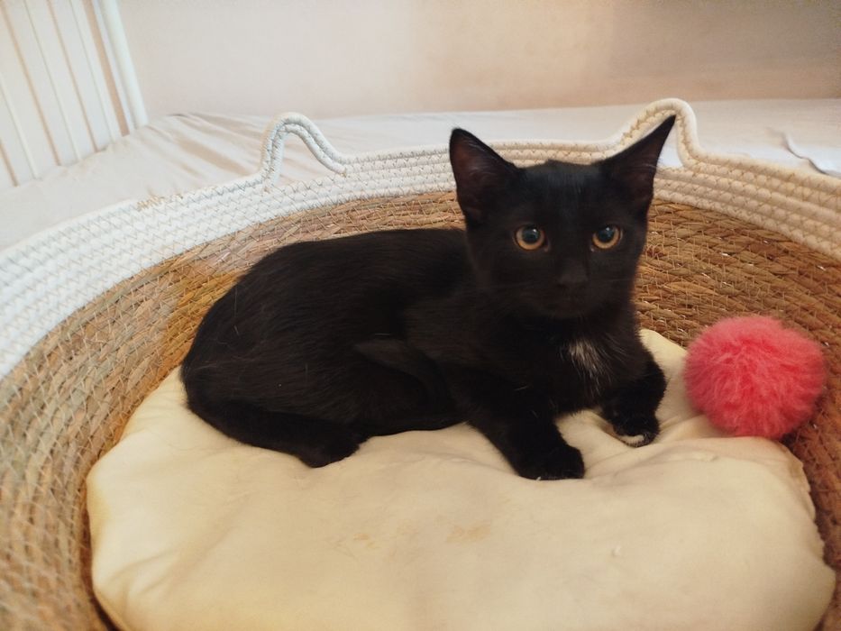 Pedro - czarny kocurek