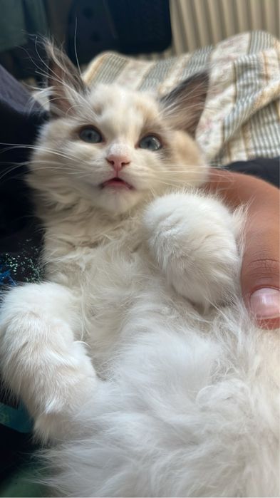 Kocurek z rodowodem Ragdoll