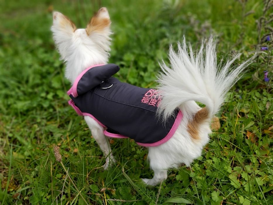 Ubranko dla psa SuperDry XS mini chihuahua Jork yorkshire terrier