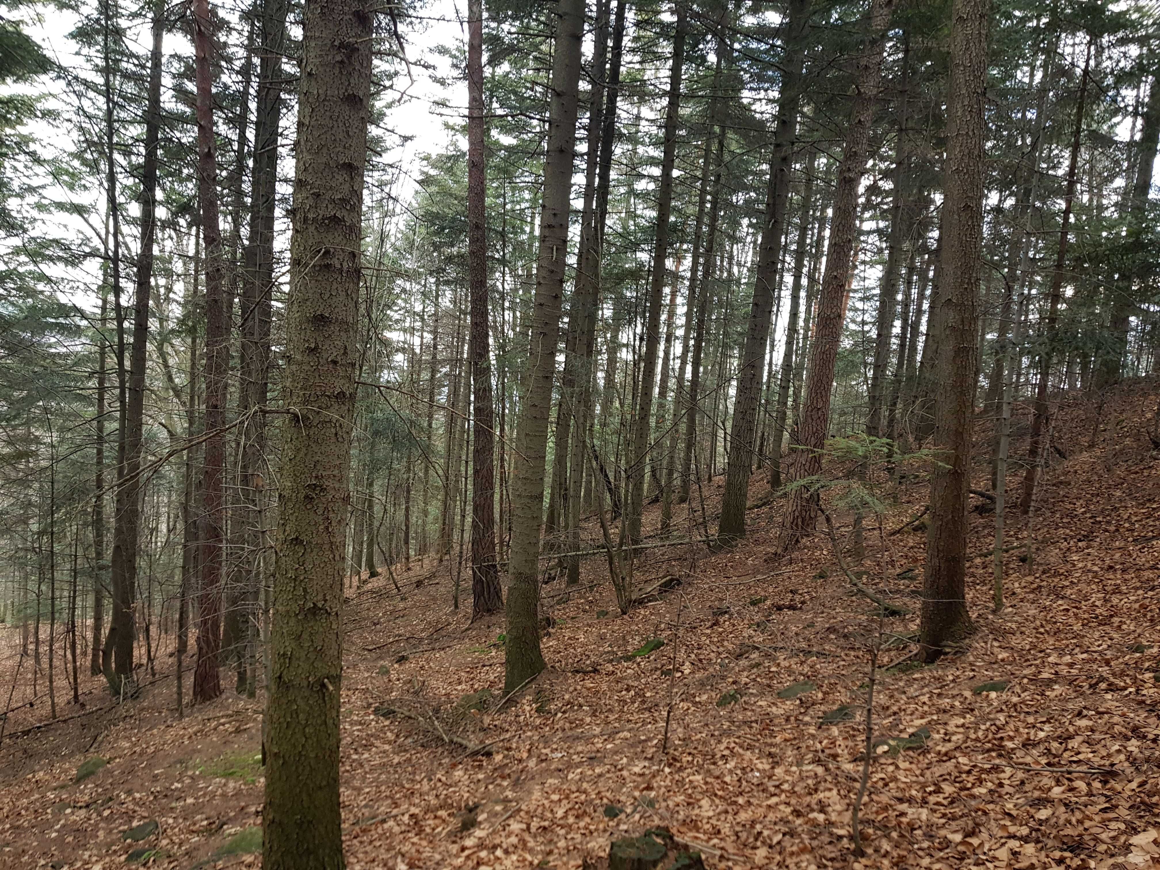 Sprzedam Las działka leśna 0,73 ha Raciechowice k/Dobczyc