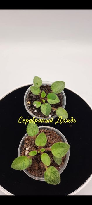 Фіалки химери листові