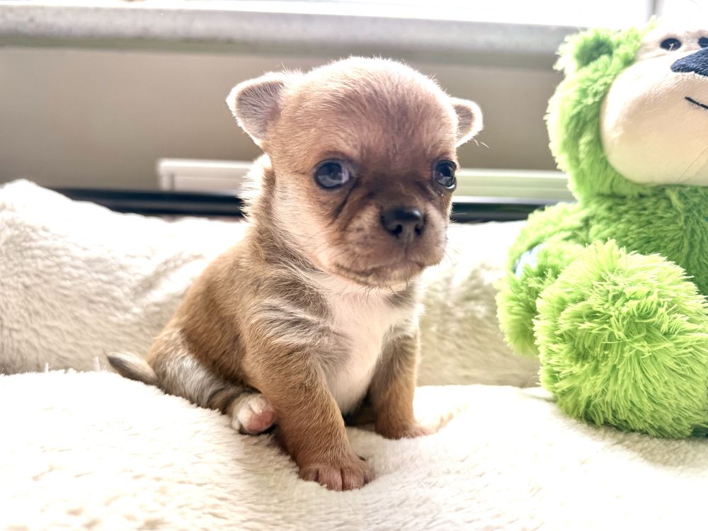 Sunia krótkowłosa chihuahua FCI