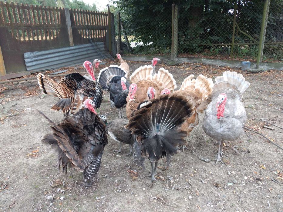 Sprzedam indyki staropolskie