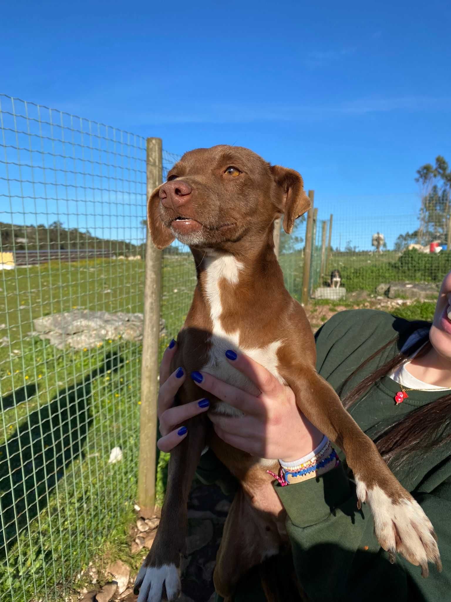 Cachorrinhas para adoção porte médio