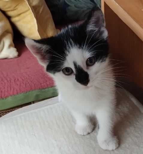 Do oddania małe kotki