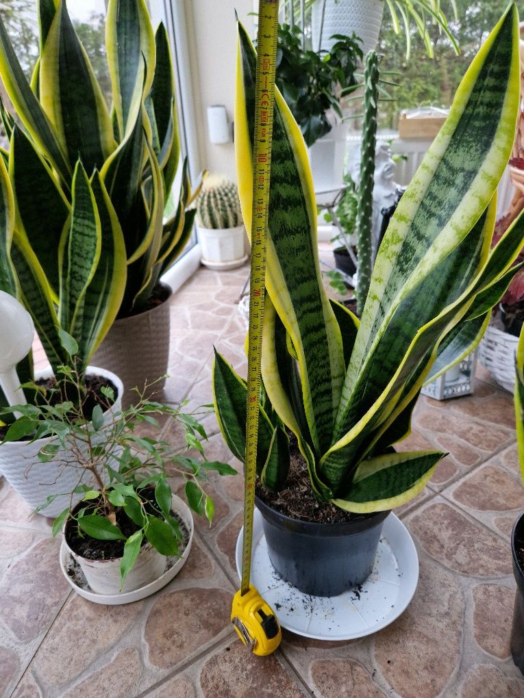 Sansevieria oczyszcza powietrze roślina