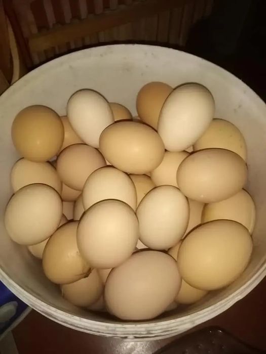 Jajka kurze wiejskie (bez sztucznych pasz)