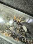 Mrówki Lasius fuliginosus