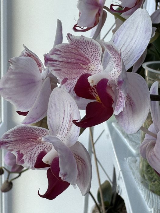 Продам домашні орхідеі