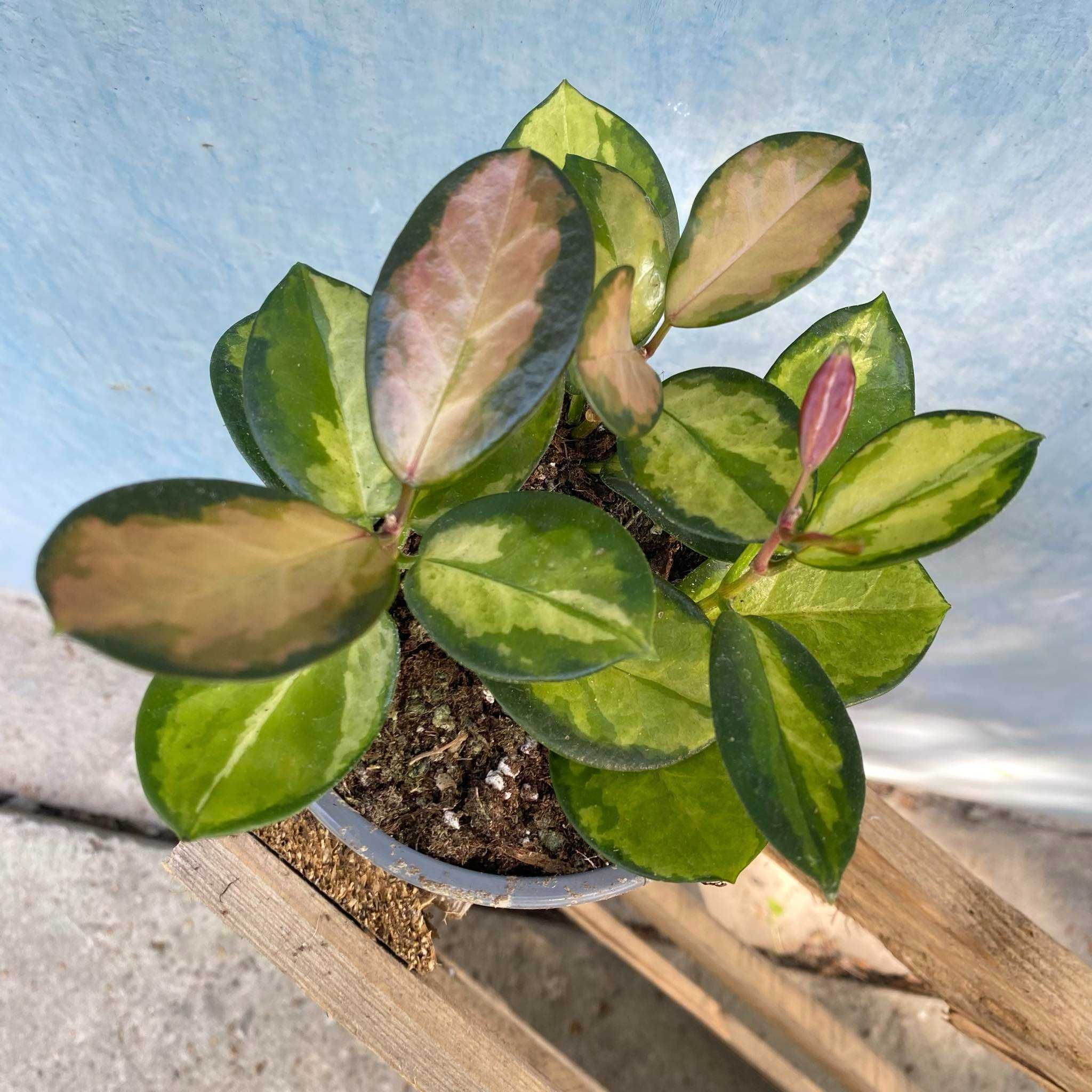 Hoya Australis Lisa Hoja