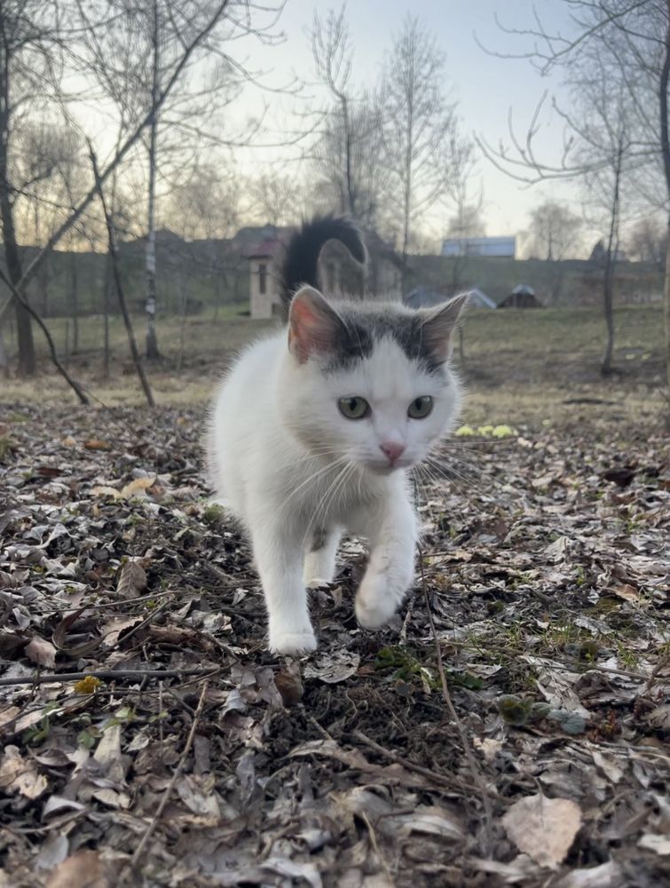 Котики безкоштовно