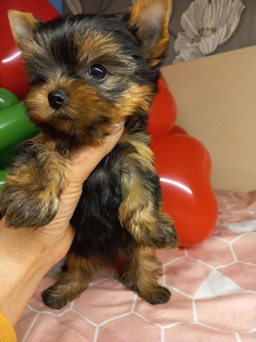 Дівчатка йорк міні