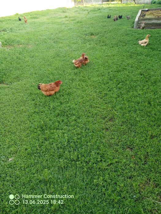 Jajka od kur z wolnego wybiegu