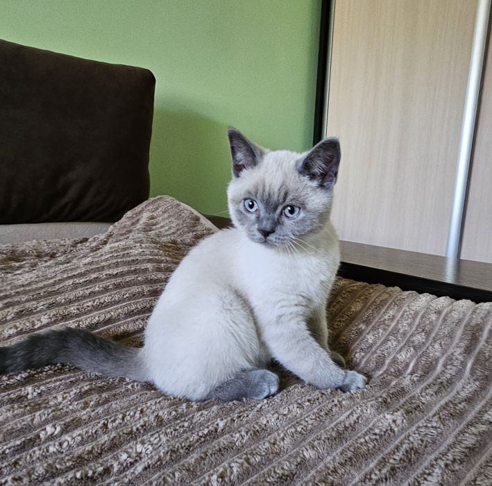 Котики шотландські висловухі