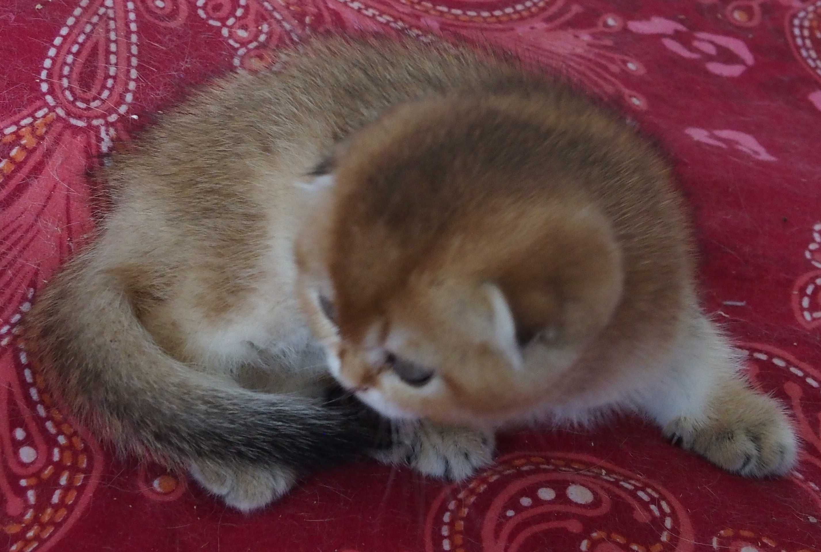 Kocurek Szkocki Zwisłouchy PZF. WCF Scottish Fold Złota Szynszyla