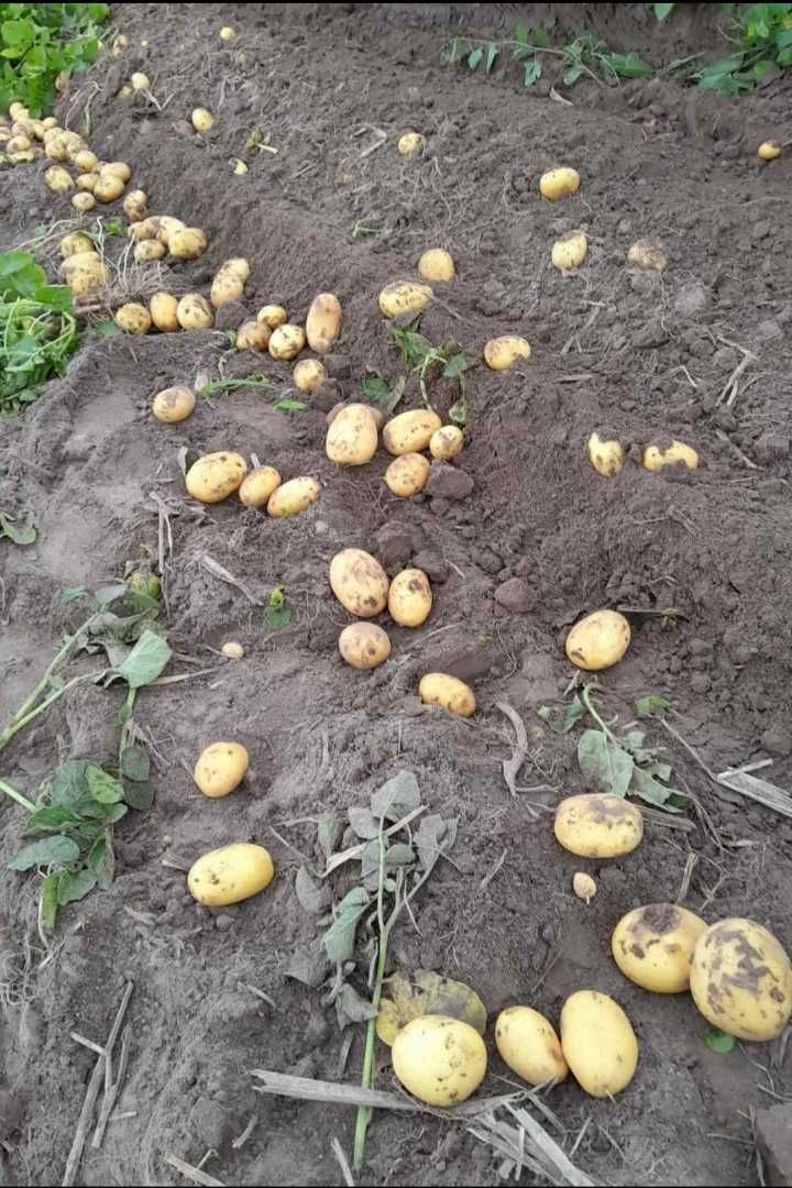 Картопля від виробнка