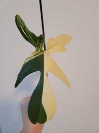 Philodendron Florida Beauty / Filodendron