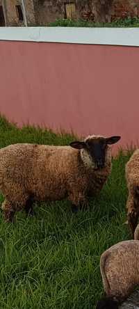 Borrega ovelha com ano e meio suffolk sem doc