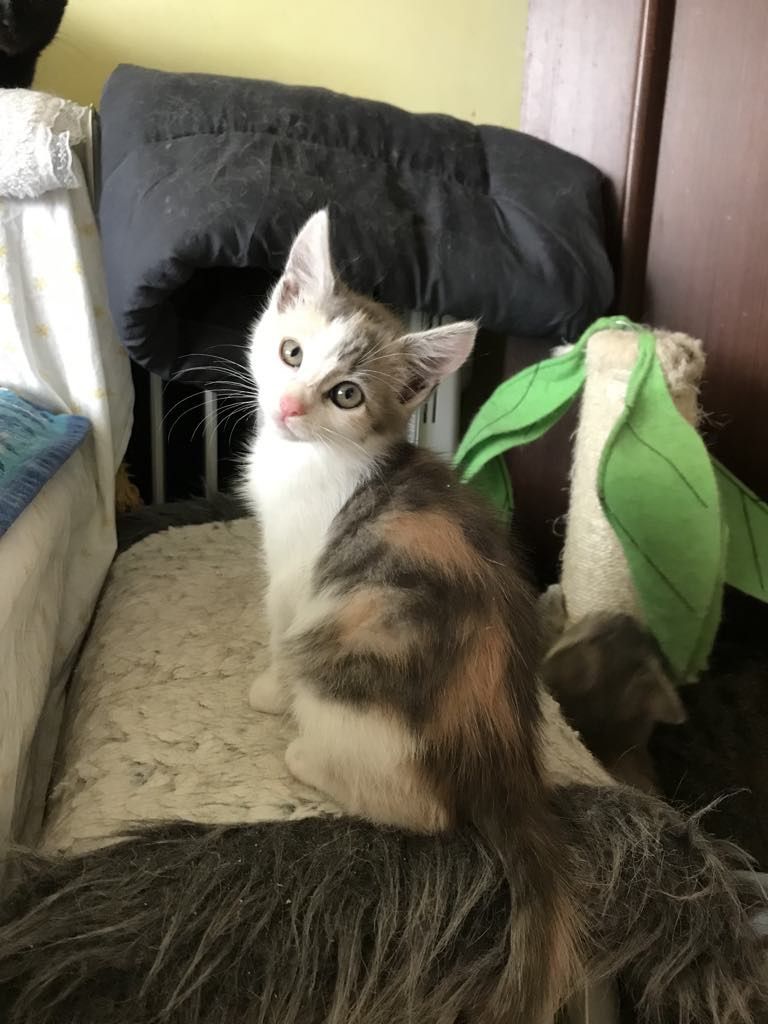 Кошеня. Кіт. Киця.