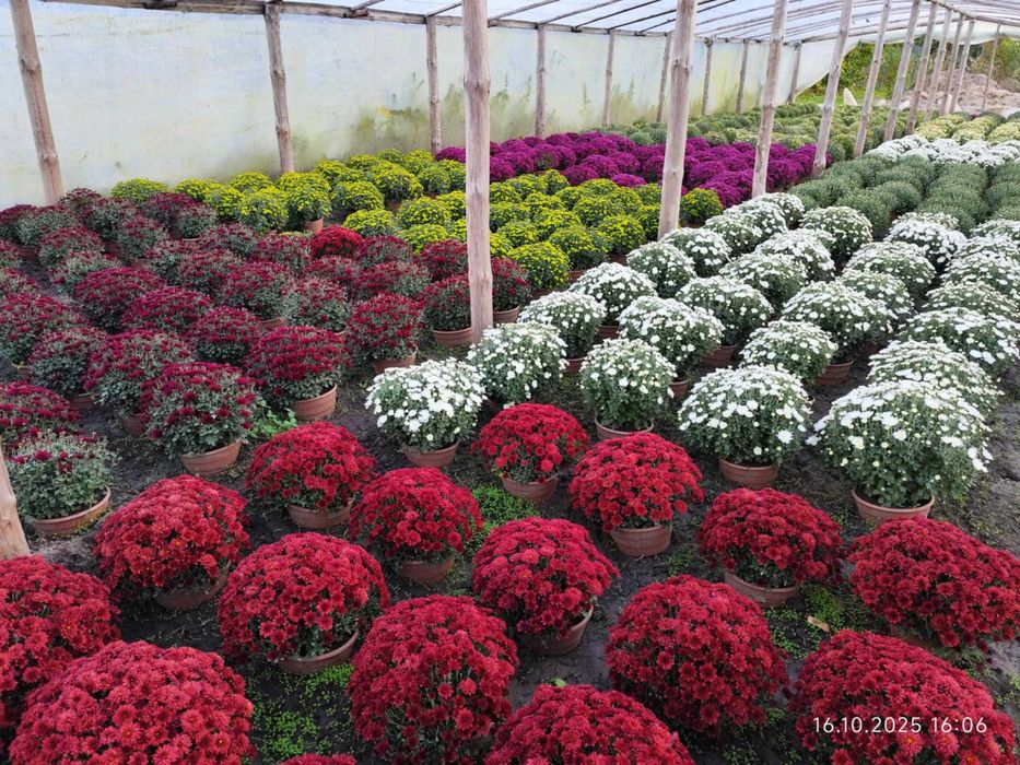 Chryzantemy drobnokwiatowe kopki